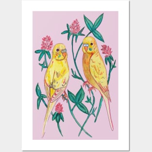 Budgies and clover, shamrock Posters and Art